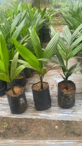 arecanut-supari-plant-500x500-1.webp